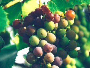 La viticulture raisonnée et durable